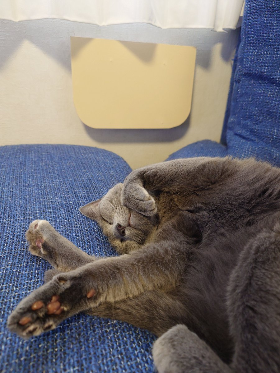 56jonjoe's tweet photo. #猫のいる暮らし https://t.co/kSeHQGtjFt