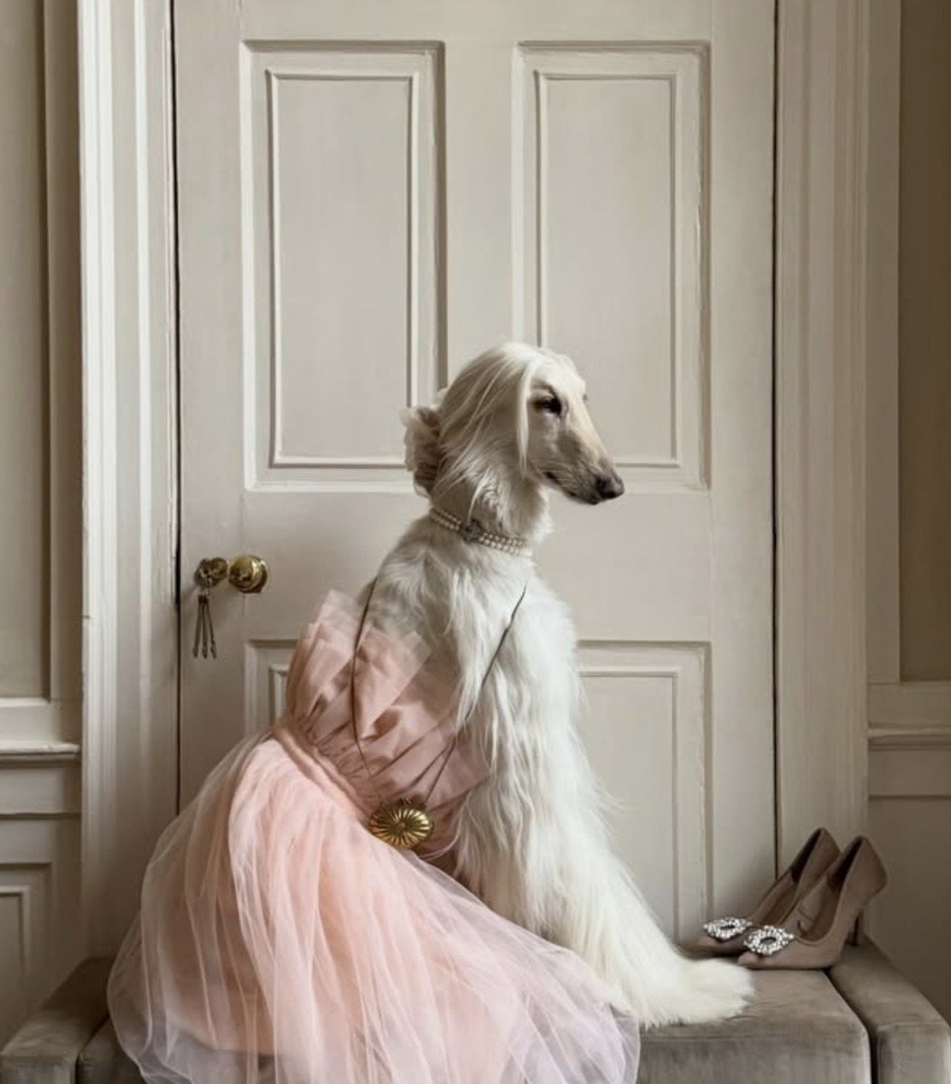 LaModeUnknown's tweet photo. An Afghan hound named Samantha being dressed in insanely well-coordintated OUTFITS might be the MOST fashionable thing on Instagram.🪡 https://t.co/xEJGkgxX1d