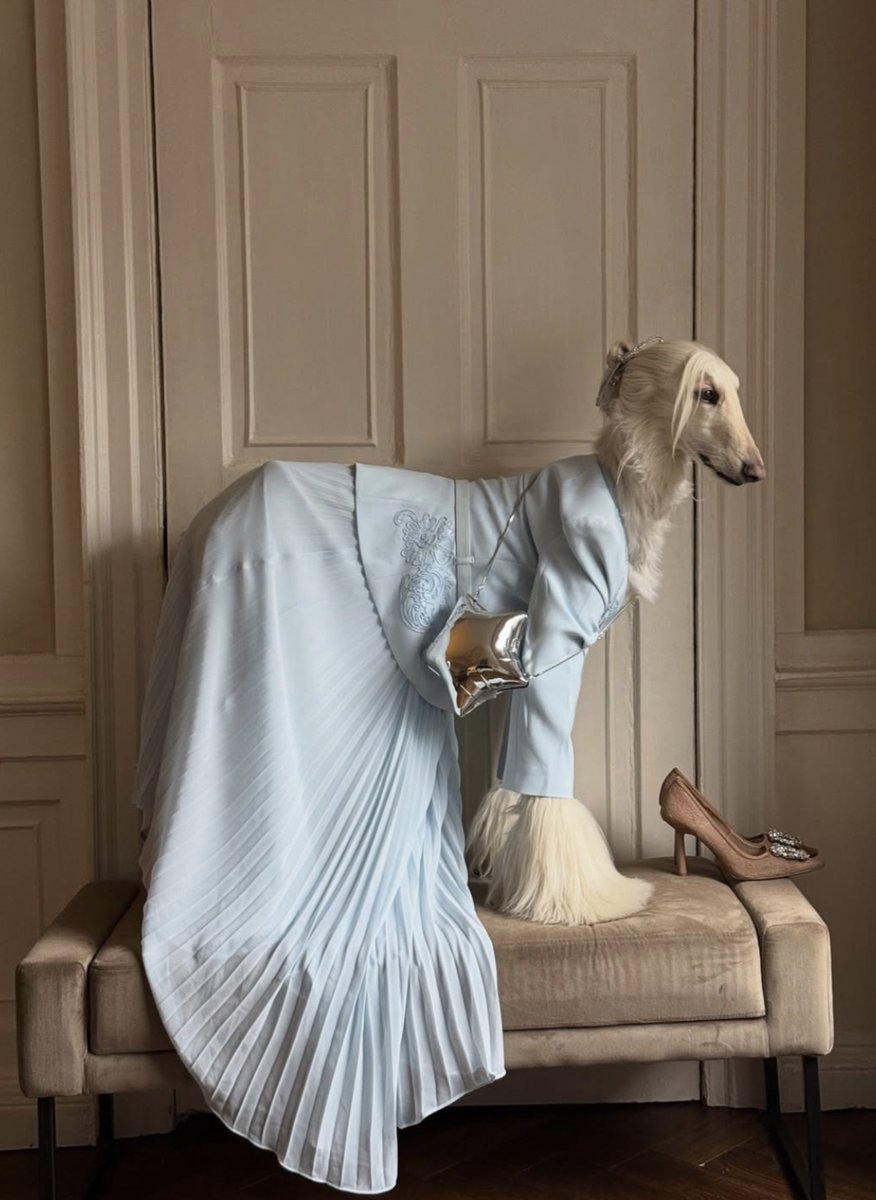 LaModeUnknown's tweet photo. An Afghan hound named Samantha being dressed in insanely well-coordintated OUTFITS might be the MOST fashionable thing on Instagram.🪡 https://t.co/xEJGkgxX1d
