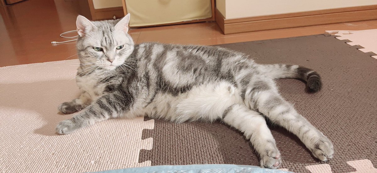 monmonharumon's tweet photo. おはよう とろちゃんฅ( ˙꒳​˙ ฅ)

昨日は先生にシャー💢しまくってたけど
帰ったら即ご機嫌になってよかった(´ω`) https://t.co/1wIB5X1O10