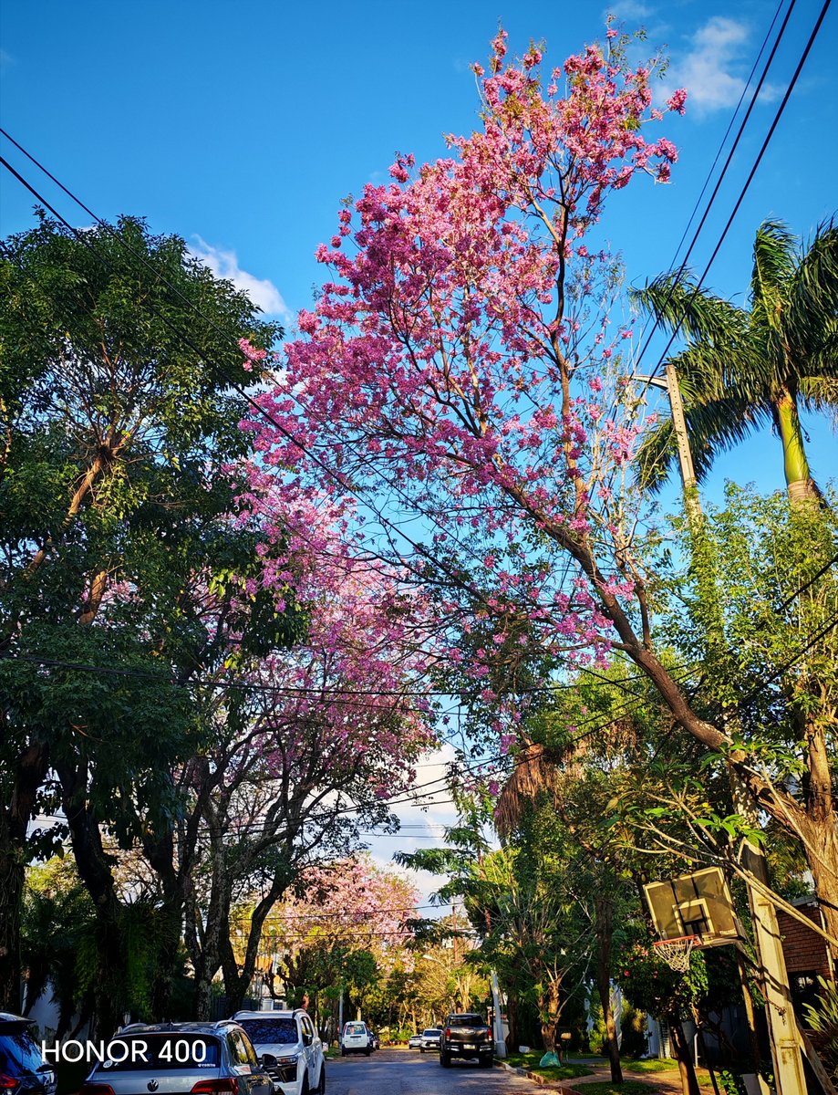 Epibritez's tweet photo. Así se ve una calle cualquiera de Asunción en esta época 🌸🌸😍 https://t.co/CItZNYQKbf