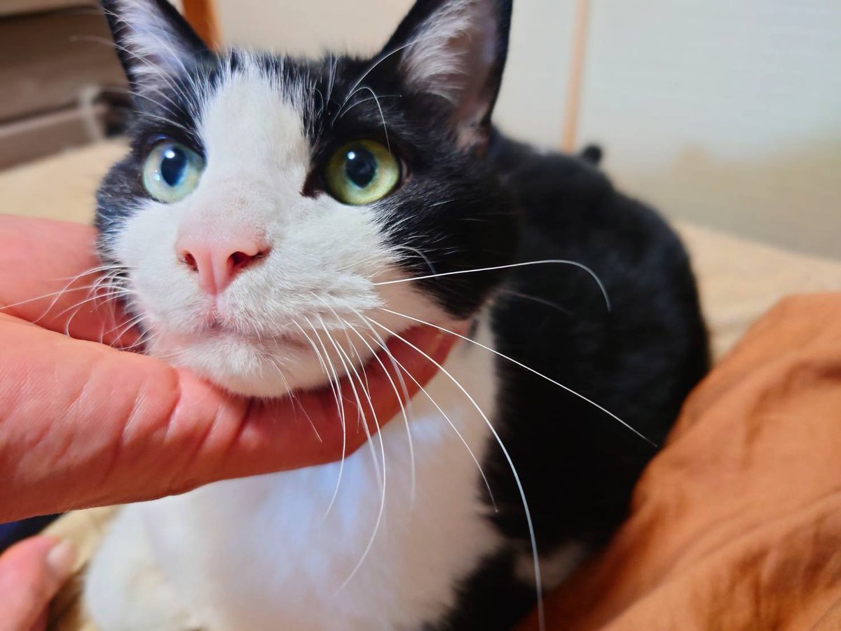 pote_potecom's tweet photo. おはよう、ポテ猫🐱

#今日のポテ猫 https://t.co/0As7Zjp64J