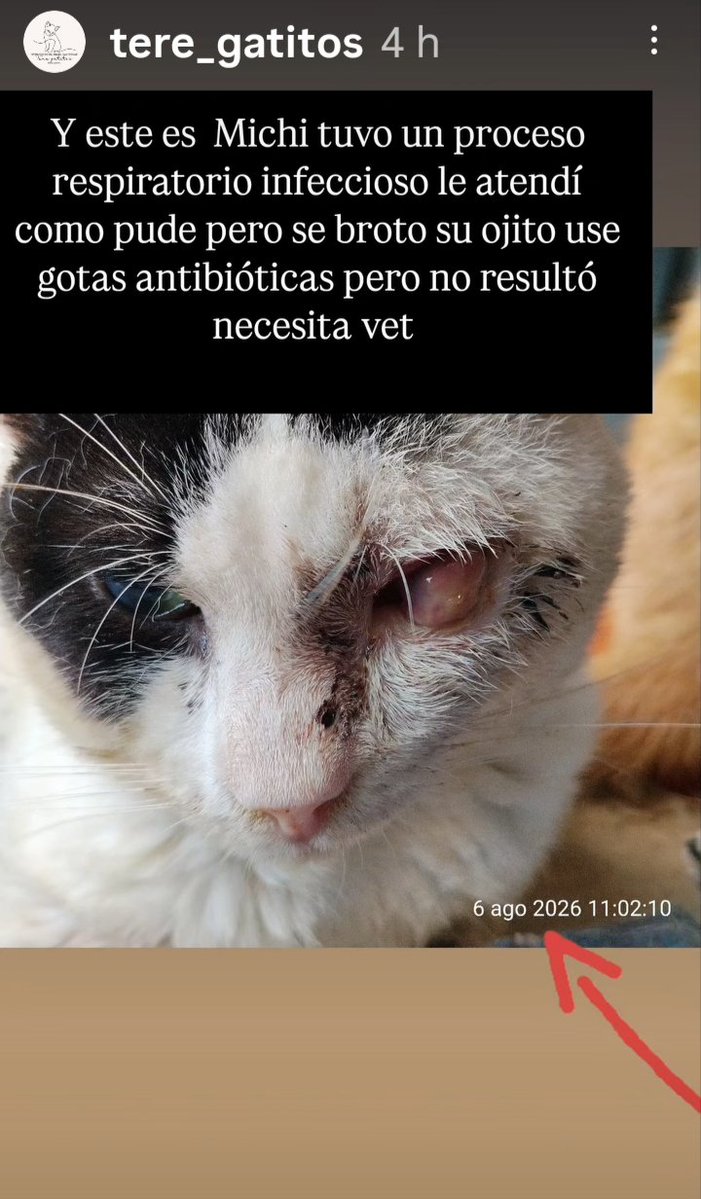 Marisa84157935's tweet photo. 🆘@teresitaros ha de llevar YA al VETE  #Lunares(mal boquita,no come,con bucomorgyl no mejora😿)y #Michi(por infección respiratoria afectado ojo,puso gotas y no avance🥺)
No los lleva pq no tiene para abonar visita y analítica💔(80€)🙏🐾
Falta recaudar algo d pienso
Bi:673270489 https://t.co/e8RfSyu3Uj