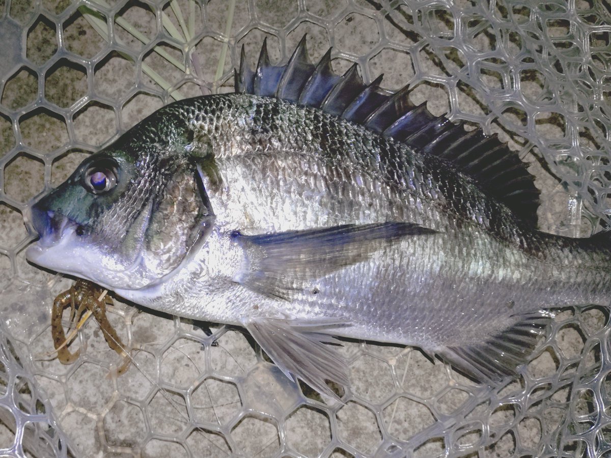 gerokasu_jpas's tweet photo. 本日の最大魚は完璧な丸呑み。
ベイトが増えて来たタイミングでビジブロ3.5の反応悪くなる傾向があったけど、そういう時にダッド3.5投入すると反応するという発見があったので良し!
#PR #NOIKEマーケティング #NOIKE
#スモーキンダッド #ビジーブロ
#触角フック https://t.co/WkguW23g79