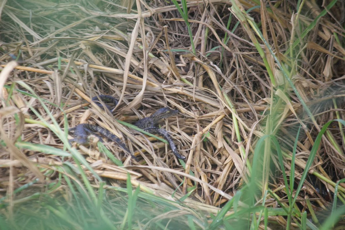 elsolde_tampico's tweet photo. 🐊🥺 ¡EL MOMENTO TIERNO DEL DÍA! 💚🌿👇📲

✨Ocultas entre la maleza, la hierba y el agua, fueron captadas estas pequeñas crías de #cocodrilo en el Parque del Charro de #Tampico.🌿💚

📸 Cortesía: @lecharre1 https://t.co/3gMMJrOBst