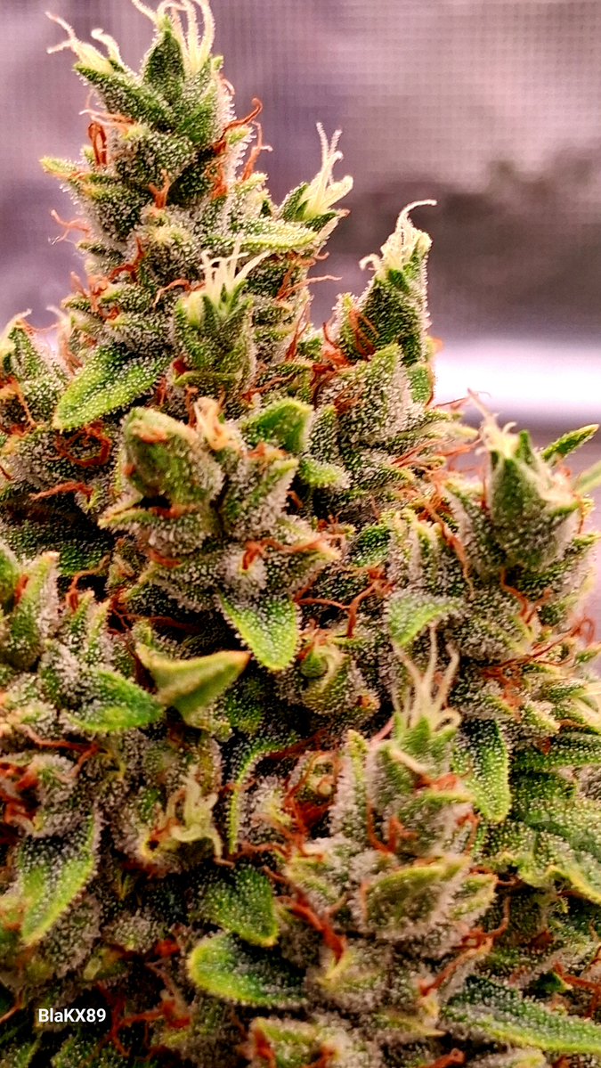 BlaKX89's tweet photo. Banana Purple Auto 🍌 💜 from @paradiseseeds on Day 66 !

 More information go @grow_diaries:
https://t.co/NdNMR5314e

#paradiseseedscommunity #paradiseseeds #BananaPurpleAuto #GrowWithCANNA https://t.co/PcYgk7o21y