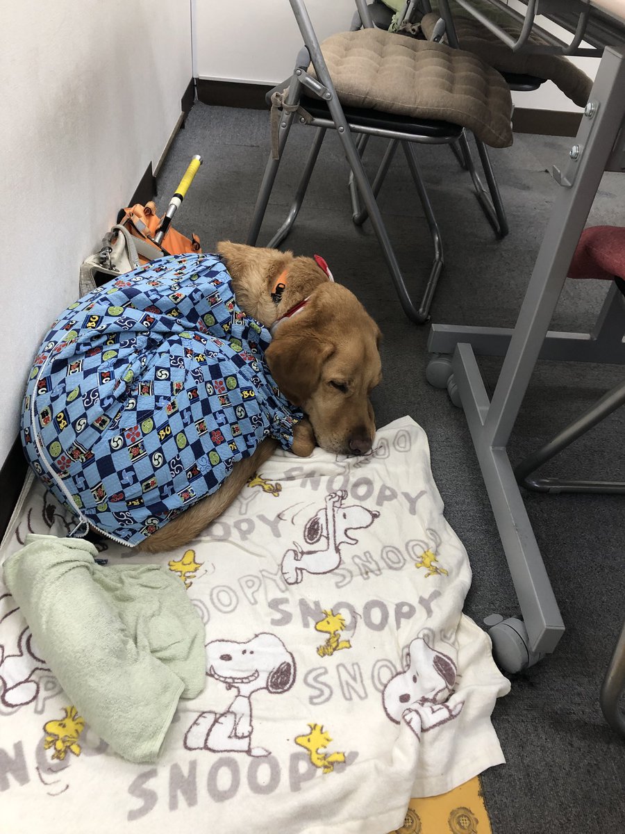 jjj0511jjj's tweet photo. どのくらいの方が　知ってくれているんだろう❓　白杖　って　知っていますか❓　視覚に障害のある我々は　白杖と言われる　杖を持って歩くか　ハーネスを付けた　盲導犬と　外出　社会参加しています🚶🦮　最近　その棒　とか　紅白の杖　と言われることがあります😕　知ってほしいな　バリアフリー🥰 https://t.co/AsIbS6mguz