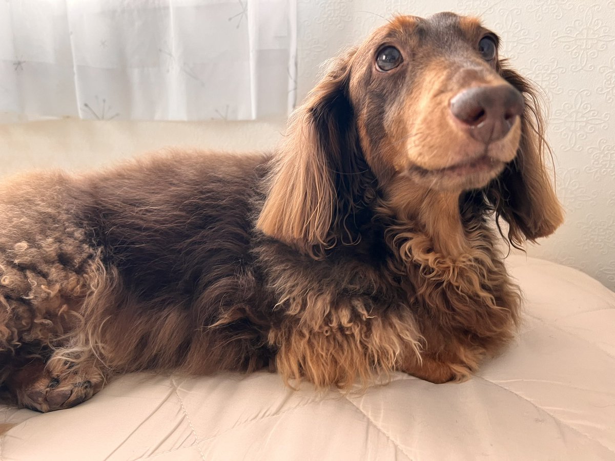 keith__1030's tweet photo. ボクちん♡🐶遠吠え下手っぴすぎて滅‼️🤣🤣🤣🤣 https://t.co/0cxXTD1r5T