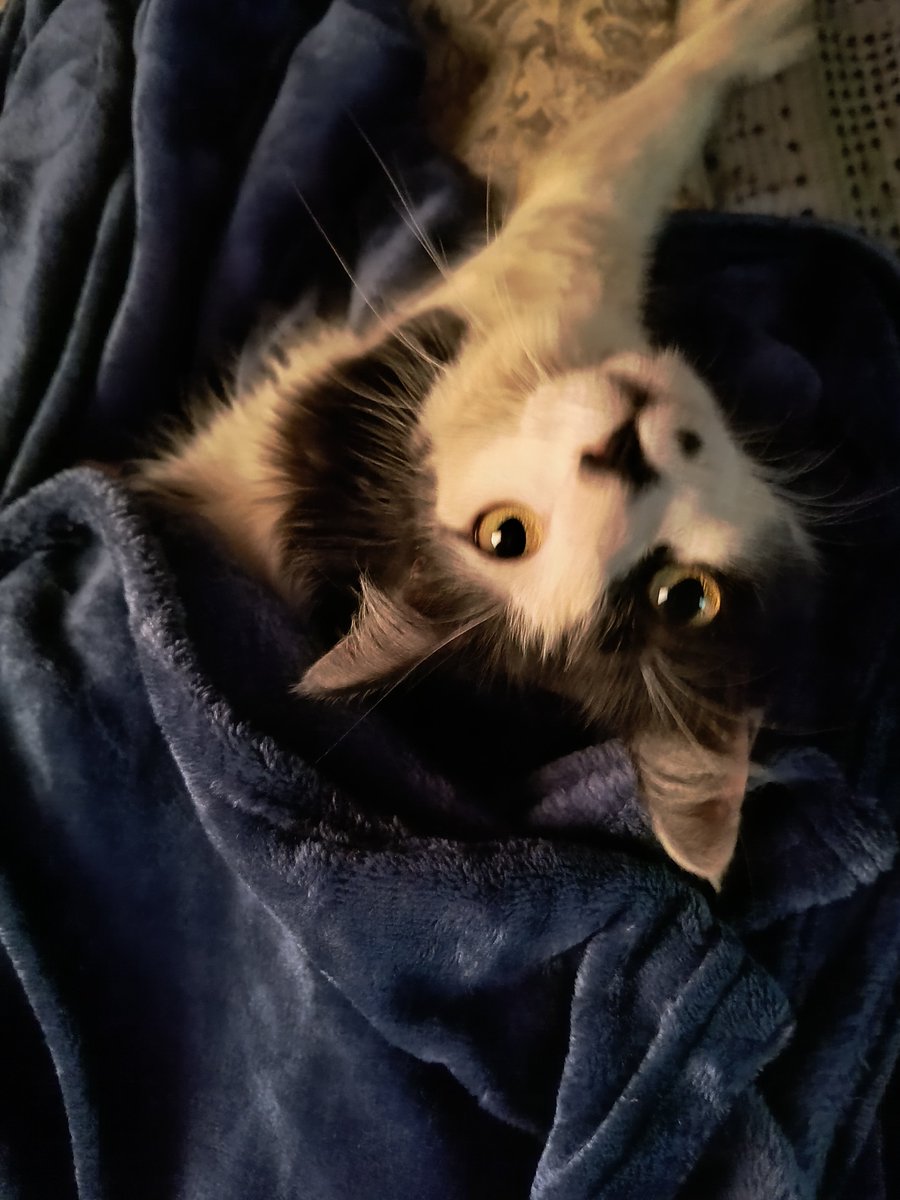 saturnjenna's tweet photo. A minha nasceu com essa pitinha que é o charme dela https://t.co/JnCnJr8wQn