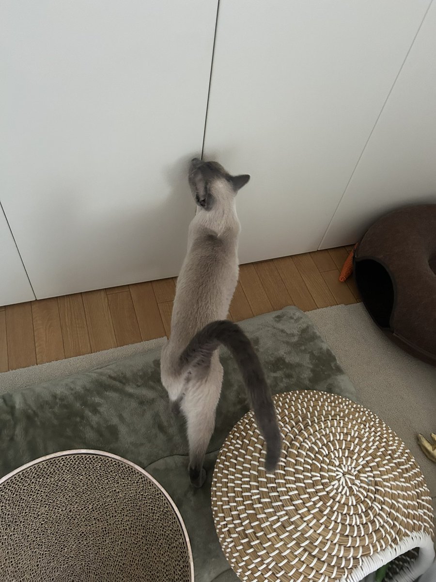 a112132y's tweet photo. 四角いびんちゃんと
私が立ち上がるとおやつ出てくると思ってるしずんちゃん https://t.co/TR0YOKF3Yu
