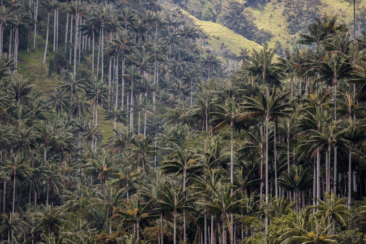 inst_humboldt's tweet photo. ¡𝗛𝗶𝘀𝘁𝗼́𝗿𝗶𝗰𝗼!
Se declara el Santuario de Flora de #Tochecito, el bosque más grande del planeta de palmas de cera (𝘊𝘦𝘳𝘰𝘹𝘺𝘭𝘰𝘯 𝘲𝘶𝘪𝘯𝘥𝘪𝘶𝘦𝘯𝘴𝘦), especie catalogada En Peligro Crítico de extinción en Colombia.
#JuntosPorLaBiodiversidad
https://t.co/jT0fdjzY5F https://t.co/bmSrSMbtLD