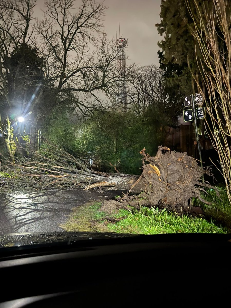 JuaniAyoroaOK's tweet photo. AHORA⚠️> Árbol caido en 23 y 465, City Bell. Evitar la zona. 
#LaPlata #CityBell #viento #tormenta https://t.co/VcecOPLbff