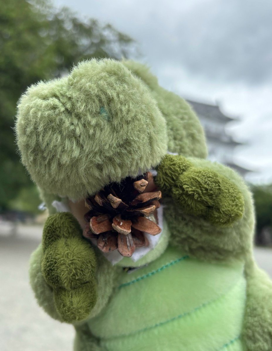 caruco's tweet photo. だめーーー！！！！
わりまる！！！まつぼっくり！！！！
だめーーーーーーっ！！！！

#うちのワーリー https://t.co/zXIaLRpryA