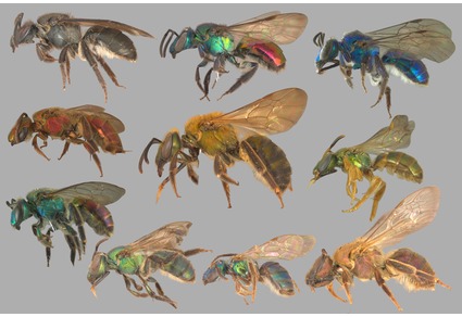 Zootaxa's tweet photo. Taxonomic review of the bee genus #Caenaugochlora Michener, 1954 (#Hymenoptera: #Halictidae: #Augochlorini) from #Mexico
#taxonomy
https://t.co/PS54BX2ExP https://t.co/D559331nPR