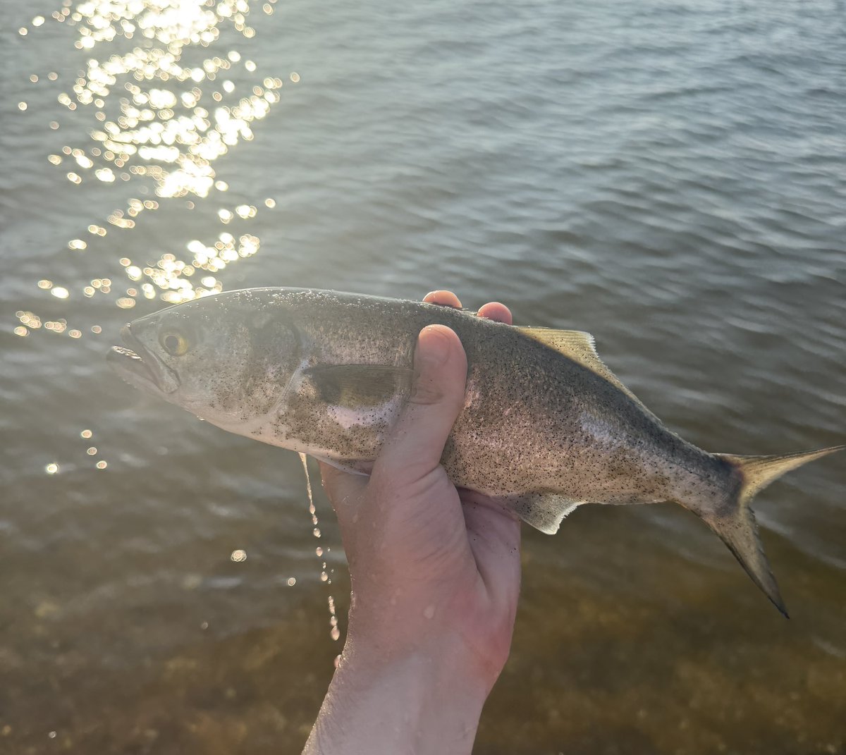 bennni_boi's tweet photo. Caught a lil Guy https://t.co/PJFnjmV2eO