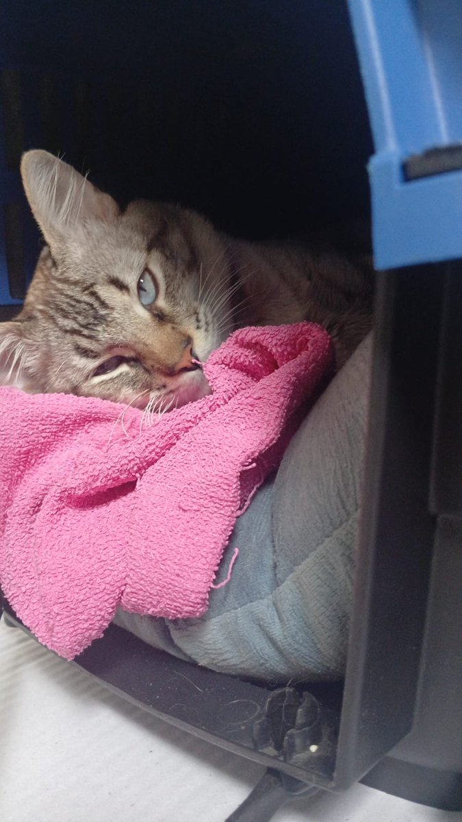 vcarolinen's tweet photo. Meu filho é o gatinho mais lindo que existe na face da terra como pode https://t.co/Uz8gY1ZmOM