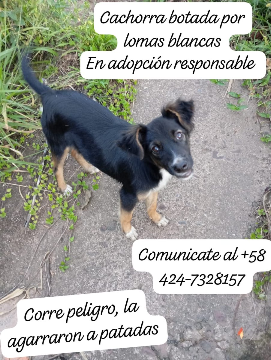 yaracalcagno's tweet photo. Difundo. La botaron hace como una semana, por ser hembra me imagino, pero un motorizado ya se paro hacerle daño, necesita comida y refugio para darla en adopción y después se esterelizara, por favor ayudar a difundir. San Cristóbal.
 +58 424-7328157 https://t.co/kZOiAeMsum