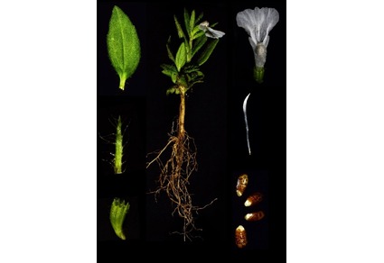 Phytotaxa's tweet photo. Leucas droupadiae (#Lamiaceae), a new species from Coromandel Coast of Tamil Nadu, #India
#taxonomy
#newspecies
https://t.co/MAmZp90Tvx https://t.co/8736tHQwZ2