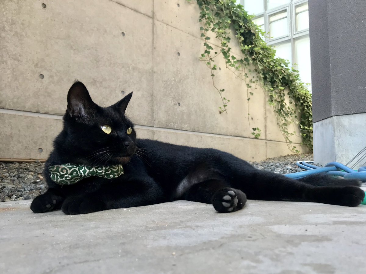 bijutsu1's tweet photo. 時をかける猫ねこ119 "Cats Who Leapt Through Time" (20180804,05) 

『Ken🐈‍⬛🐈Go』ほぼ8年前🎨ケンちゃん、ゴッちゃんが日替わりでやって来ましたニャ。#尾道市立美館 #尾道 #猫 https://t.co/Ryx38FFQ3o