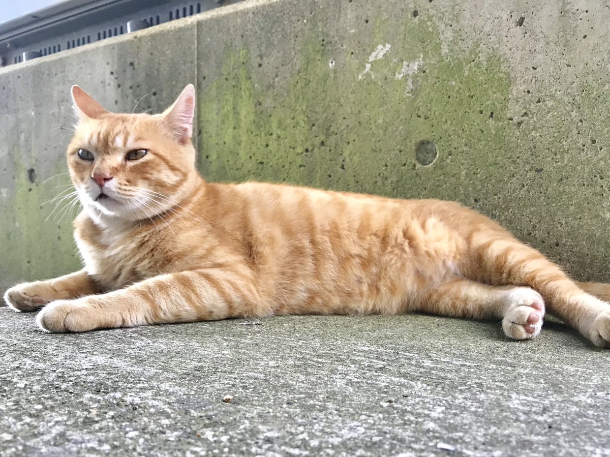 bijutsu1's tweet photo. 時をかける猫ねこ119 "Cats Who Leapt Through Time" (20180804,05) 

『Ken🐈‍⬛🐈Go』ほぼ8年前🎨ケンちゃん、ゴッちゃんが日替わりでやって来ましたニャ。#尾道市立美館 #尾道 #猫 https://t.co/Ryx38FFQ3o