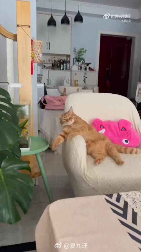 Bo6kfqwg's tweet photo. 窝在沙发上抱猫追剧，热着刚出炉的红薯，周末的松弛感全有了， https://t.co/GOxT8Ywofv