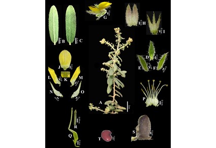 Phytotaxa's tweet photo. A new species of Crotalaria (#Fabaceae) from Chhattisgarh of Central #India: Taxonomic and Phylogenetic Insights
#taxonomy
#newspecies
https://t.co/6cRSyy5Pnm https://t.co/zCr7JCxGnz