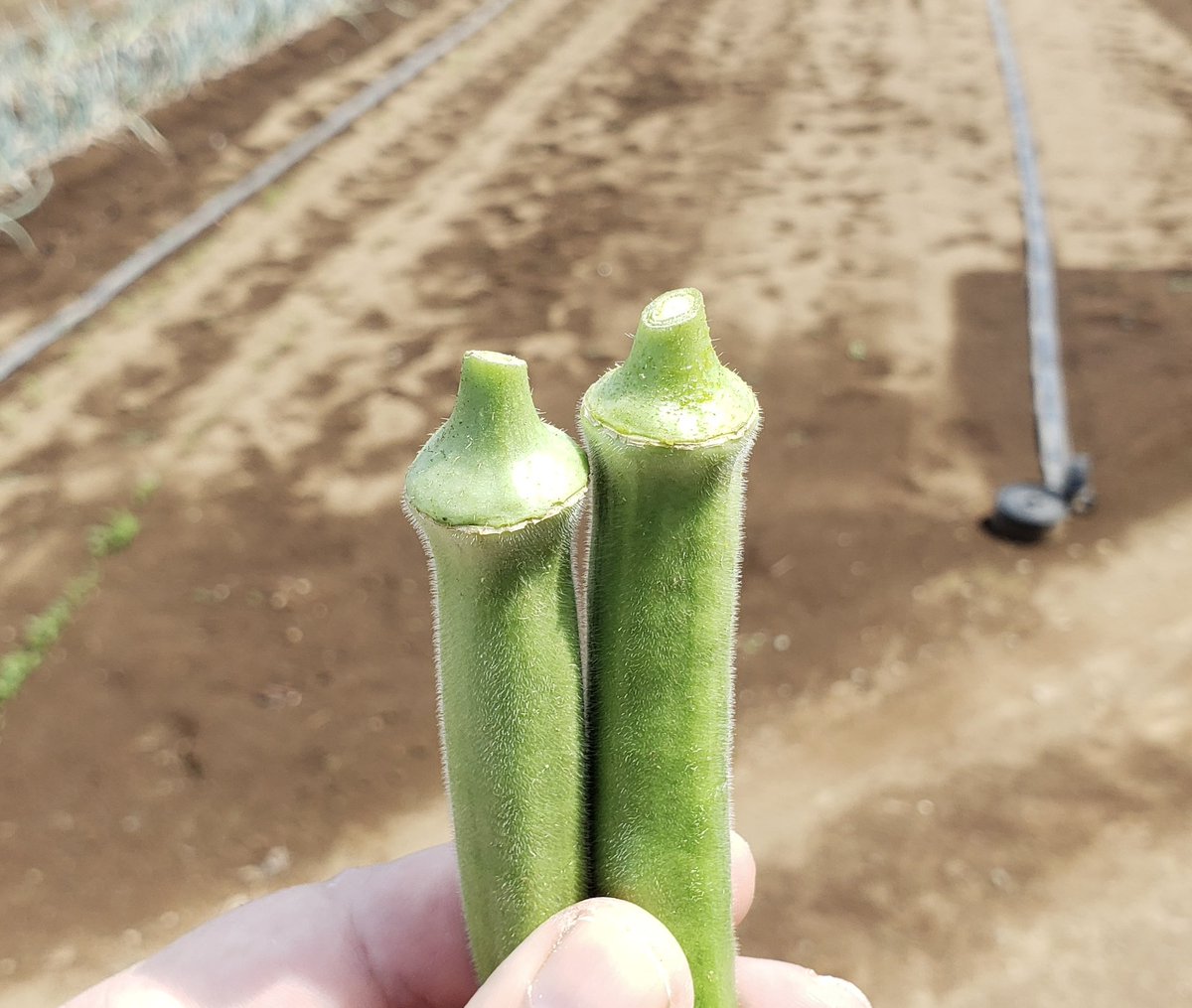 attaka_yasai's tweet photo. おはようございます☀️ 本日8/7は #オクラの日 🌱

今回は、腸内環境を整え、夏バテ予防にも役立つオクラの新鮮な見分け方をご紹介🧑‍🌾
 ✅ 全体にしっかりと産毛が生え、ハリがある
✅ ヘタ周りに黒ずみがなく、切り口が白くみずみずしい ✅ 鮮やかな緑色をしている

スーパーなどで選ぶ際は��ぜひチェックしてみてくださいね✨

#夏野菜
