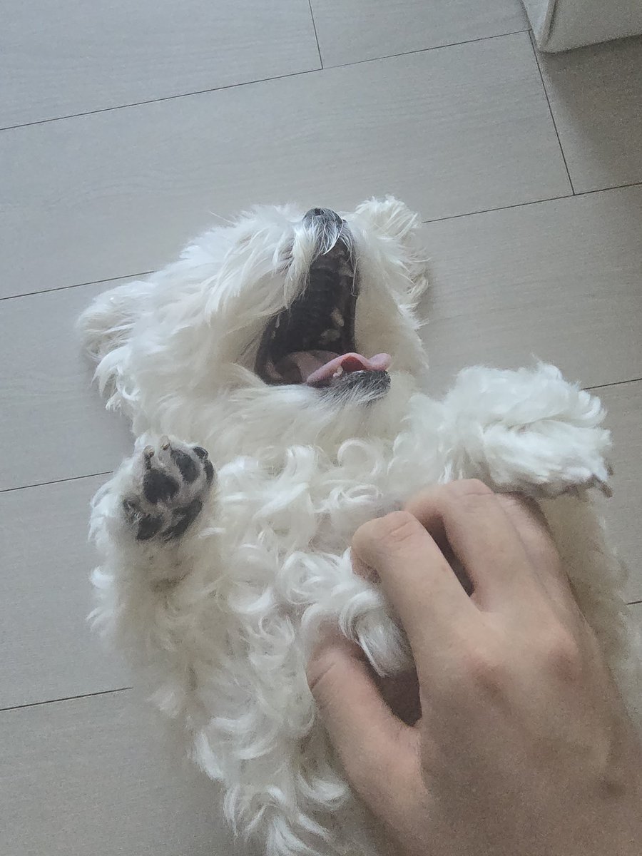 kimsom_____'s tweet photo. 이 꼬질이를 두고 어떻게 나가ㅜㅜ!!! https://t.co/HCb3f7AiHM