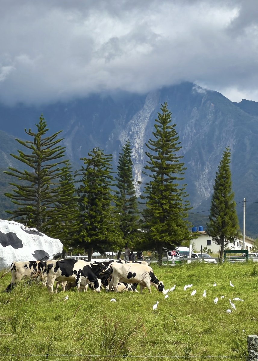 CelesteRin1411's tweet photo. 📍Kundasang, basically Malaysia's version of New Zealand 🏞️ https://t.co/kmnJj1XHqD