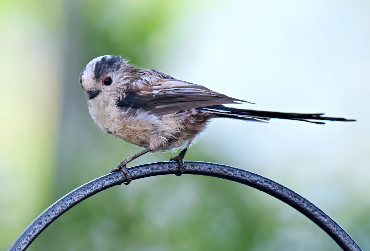 CarlBovisNature's tweet photo. A gorgeous Long Tailed Tit in my Somerset garden yesterday! 😍
 Long Tailed Tits are a lot of people's favourite birds... are they yours? 😀🐦 https://t.co/yKwsLaLYOr