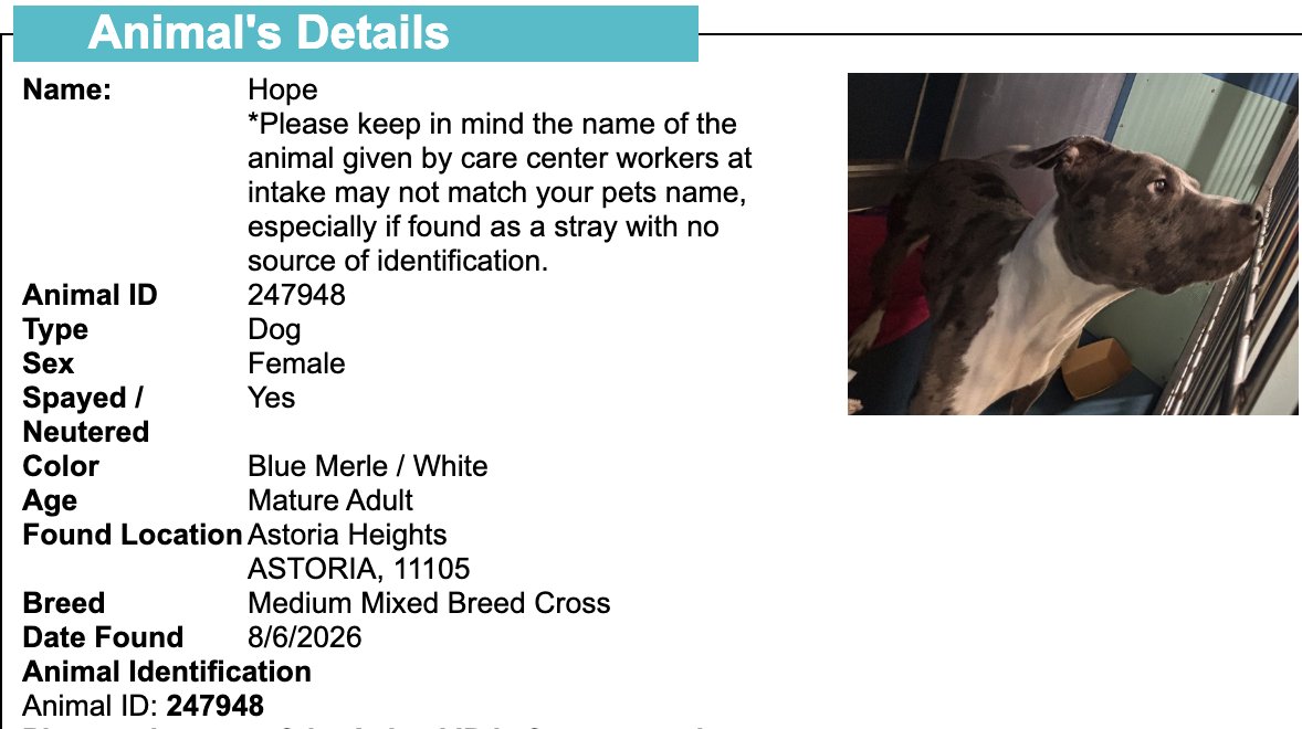 BeeDoDoobieDo's tweet photo. NYC STRAY DOG ALERT🆘
💔They may NOT get out alive💔

☎️Call NYCACC at 212-788-4000 and ask for dog by animal i.d. # in picture below.  #247948

🆘Posted by #TeamAnimalVoice https://t.co/ngPEpwhxjL