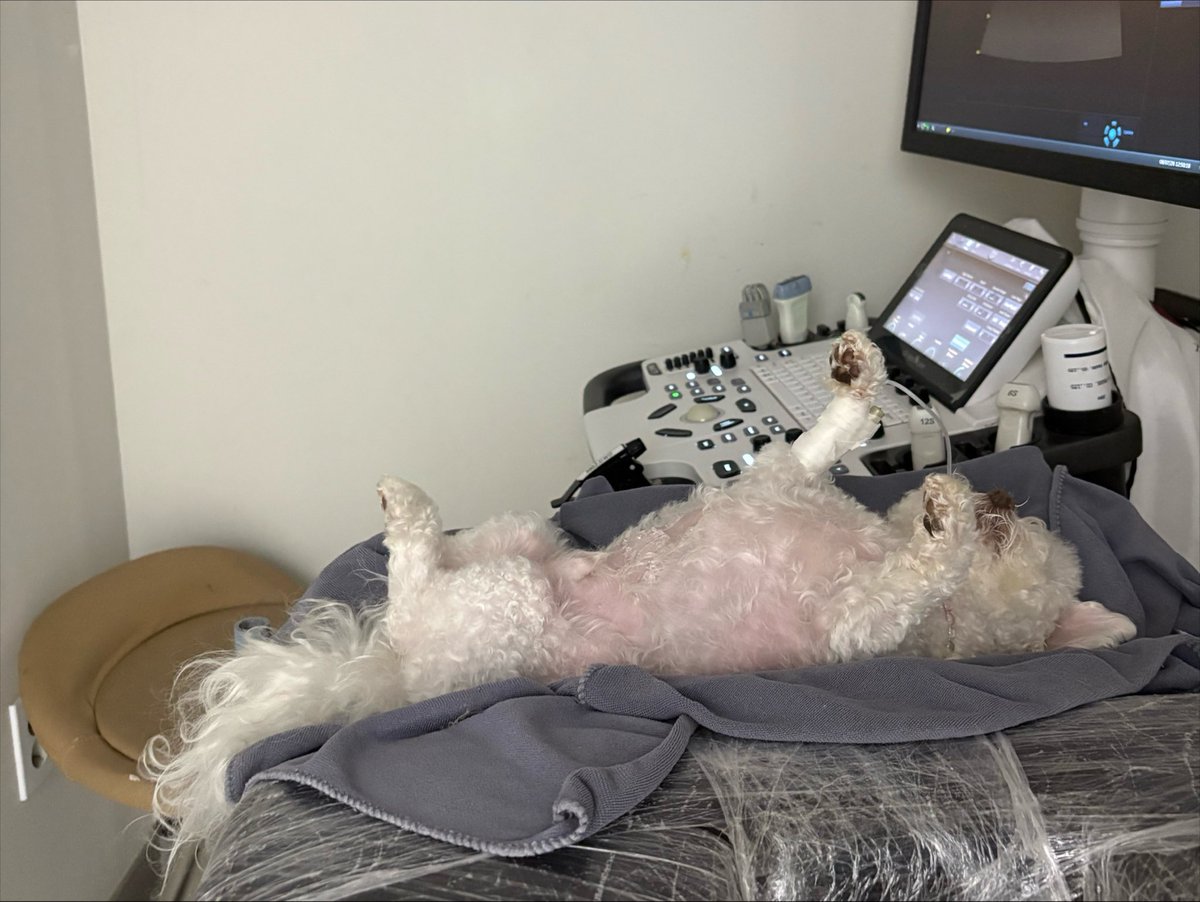 rice_bbgg's tweet photo. 발라당 강아짘ㅋ https://t.co/OWscMwiqrE
