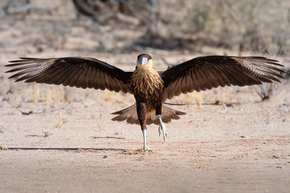GaryRogersPhoto's tweet photo. A newly fledged Caracara youngster enjoys its first hour of freedom from the giant saguaro cactus nest. Arizona.
#WildlifePhotography #BirdWatching  #wildlife #wildlifephotography #Arizonawildlife https://t.co/cLDHcdwEra