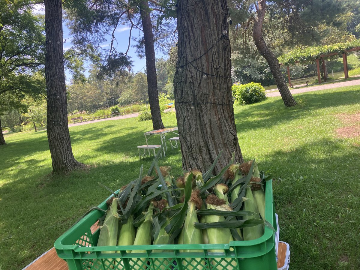 GreenParkPRO's tweet photo. 念願の規格外野菜販売スタート

#帯広 緑ヶ丘公園
第一弾:十勝産 #ホワイトコーン「雪の妖精」
1本150円 10本以上なら１本100円
限定 300本　もちろん税込

営業時間　10AM-15PM https://t.co/A8MB3u1YCX