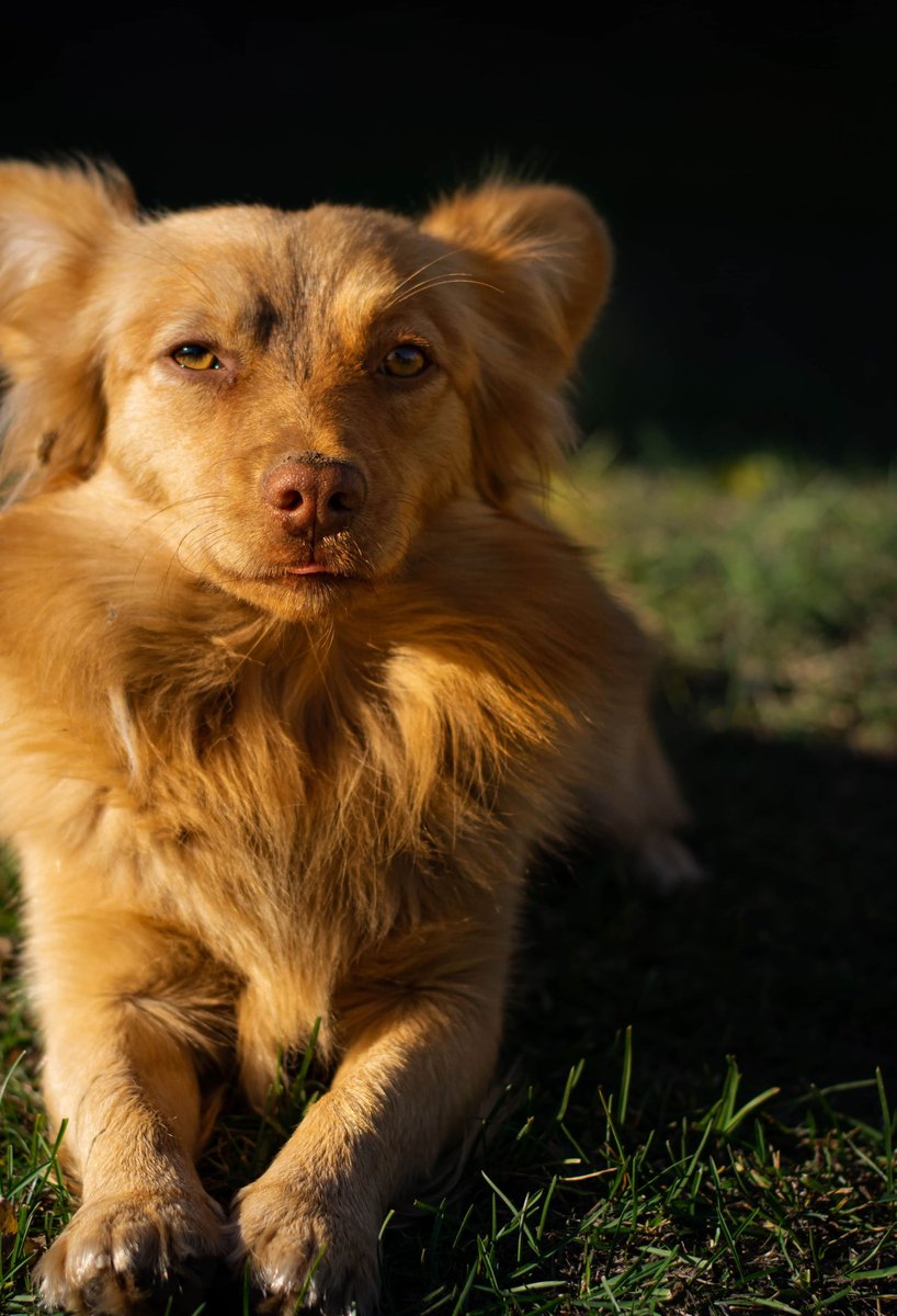 genefftpusumd's tweet photo. Found this cute dog enjoying the grass. Do you have a special place where your pet feels totally at ease? https://t.co/cyYWj36R2m