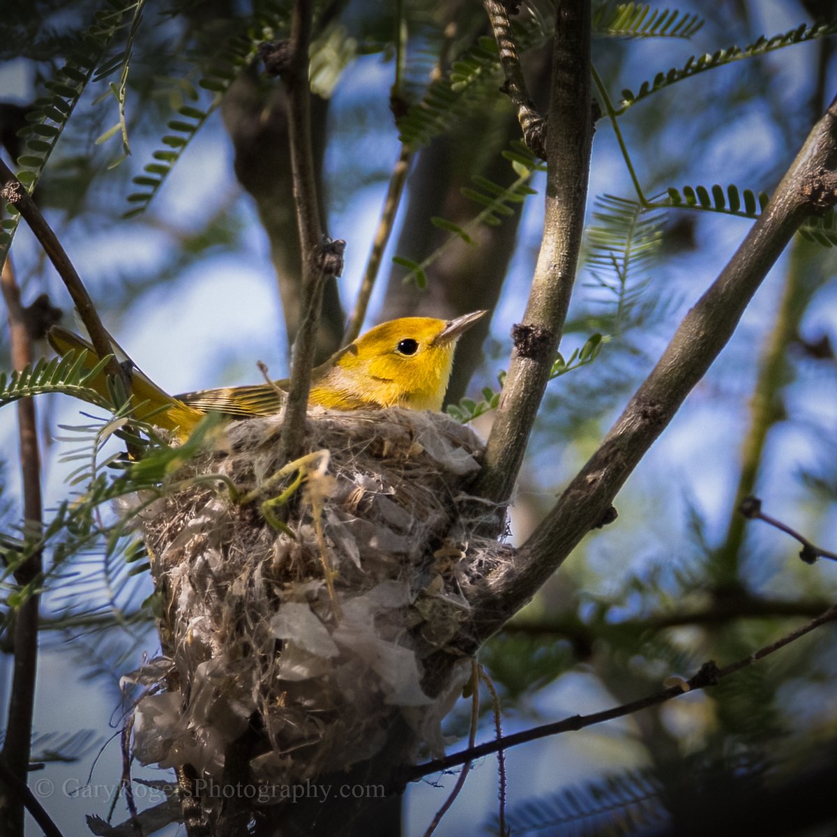 GaryRogersPhoto's tweet photo. A mama Yellow Warbler on her nest creates a burst of color in the shadows.
#WildlifePhotography #BirdWatching  #wildlife #wildlifephotography #Arizonawildlife https://t.co/cI7OvoSHOe