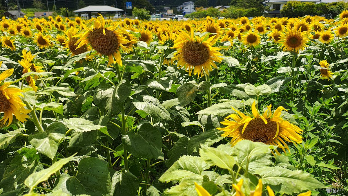 skakurega's tweet photo. 夏休みおすすめ ひまわりの湯 開花情報！2026年８月8日

「信州平谷温泉 ひまわりの湯」のひまわり畑が、見頃を迎えております。

平地に比べると気温は5℃くらい涼しいです。

素敵な隠れ家 S-cafeチャンネル

YouTube動画公開

https://t.co/basLKxPVWJ

#信州平谷温泉 #ひまわりの湯 #ひまわり畑 https://t.co/9EwiMJjG89