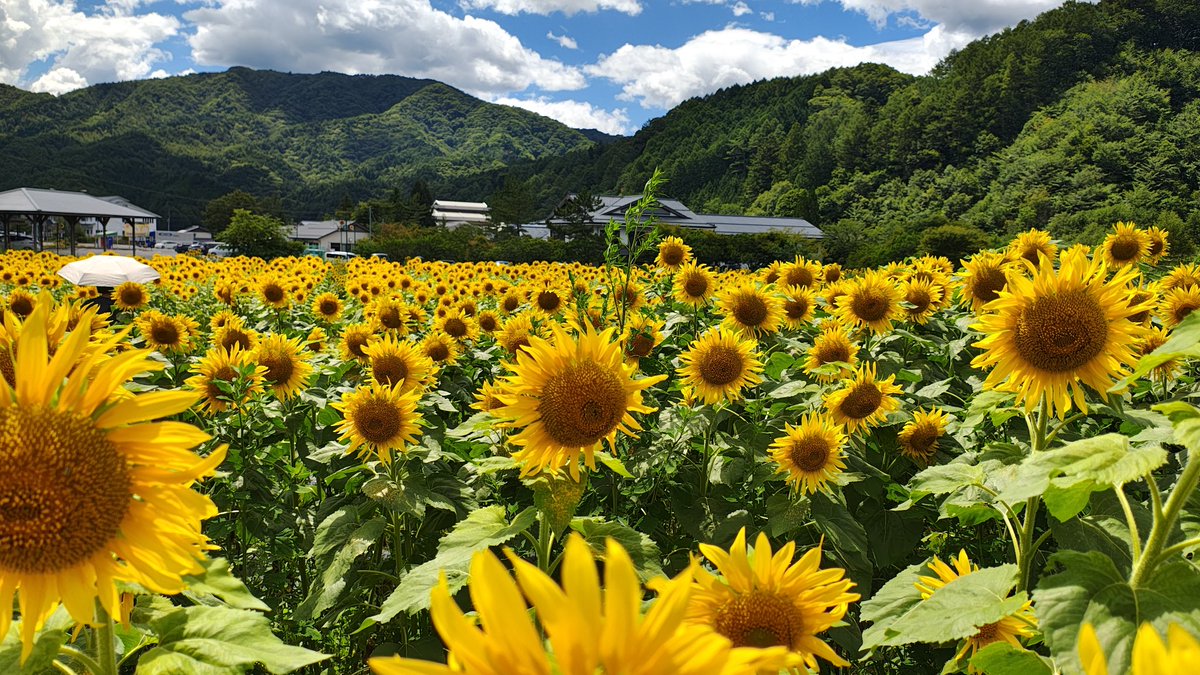 skakurega's tweet photo. 夏休みおすすめ ひまわりの湯 開花情報！2026年８月8日

「信州平谷温泉 ひまわりの湯」のひまわり畑が、見頃を迎えております。

平地に比べると気温は5℃くらい涼しいです。

素敵な隠れ家 S-cafeチャンネル

YouTube動画公開

https://t.co/basLKxPVWJ

#信州平谷温泉 #ひまわりの湯 #ひまわり畑 https://t.co/9EwiMJjG89
