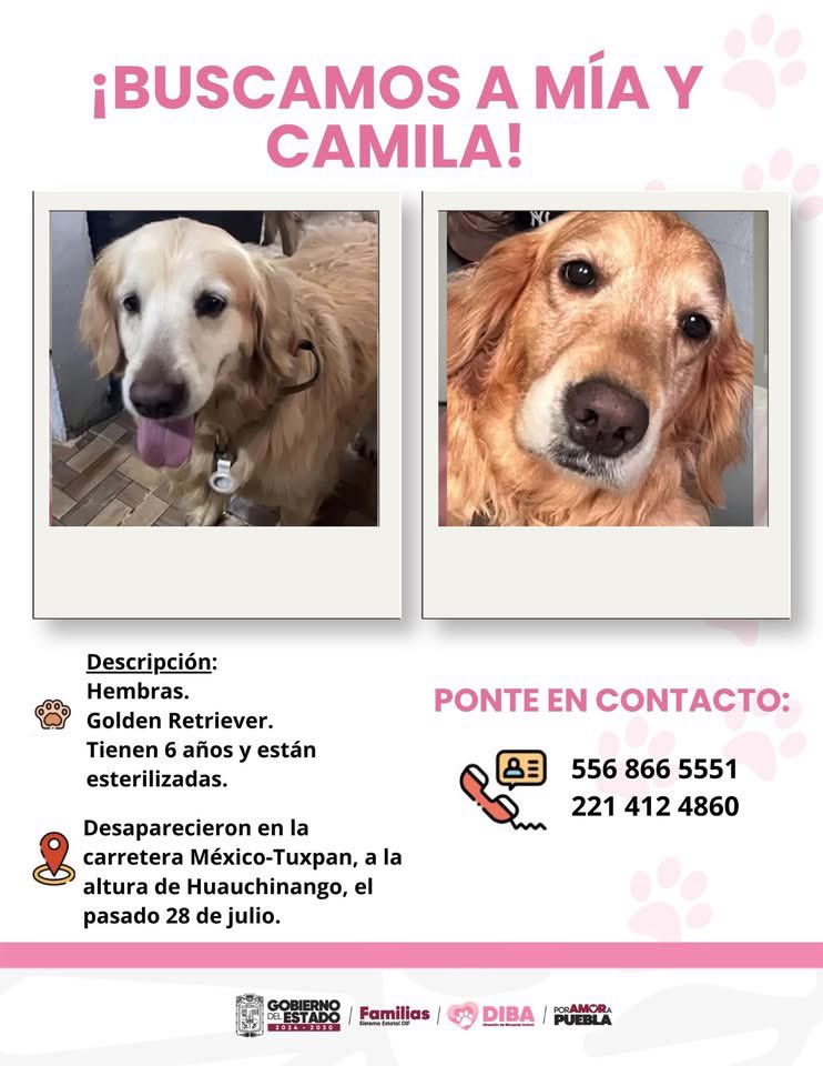 Marianaonshine's tweet photo. Compartan por favor @perrososmx @mascotasdifunde @MascotasSismo @En_laDelValle @RomaCondesa @aztecapuebla https://t.co/1cHF01b4Nw