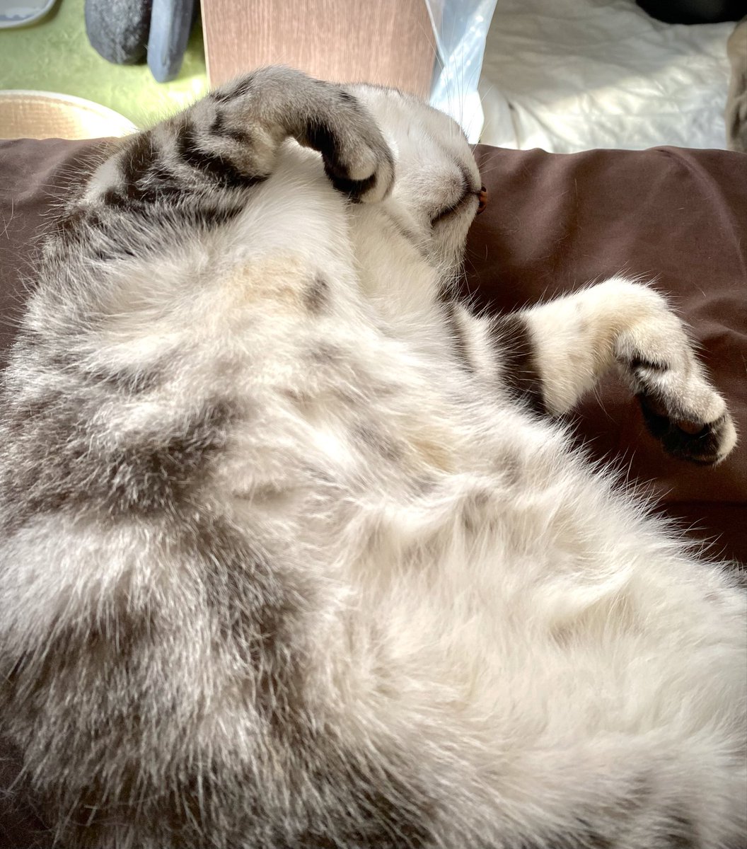 nilyum0123's tweet photo. おなかもふもふ金曜日✨
#猫のいる暮らし #ねこのいる生活 #Lifewithacat #Americanshorthair #アメショ #アメリカンショートヘア https://t.co/1w0FhSG2cy