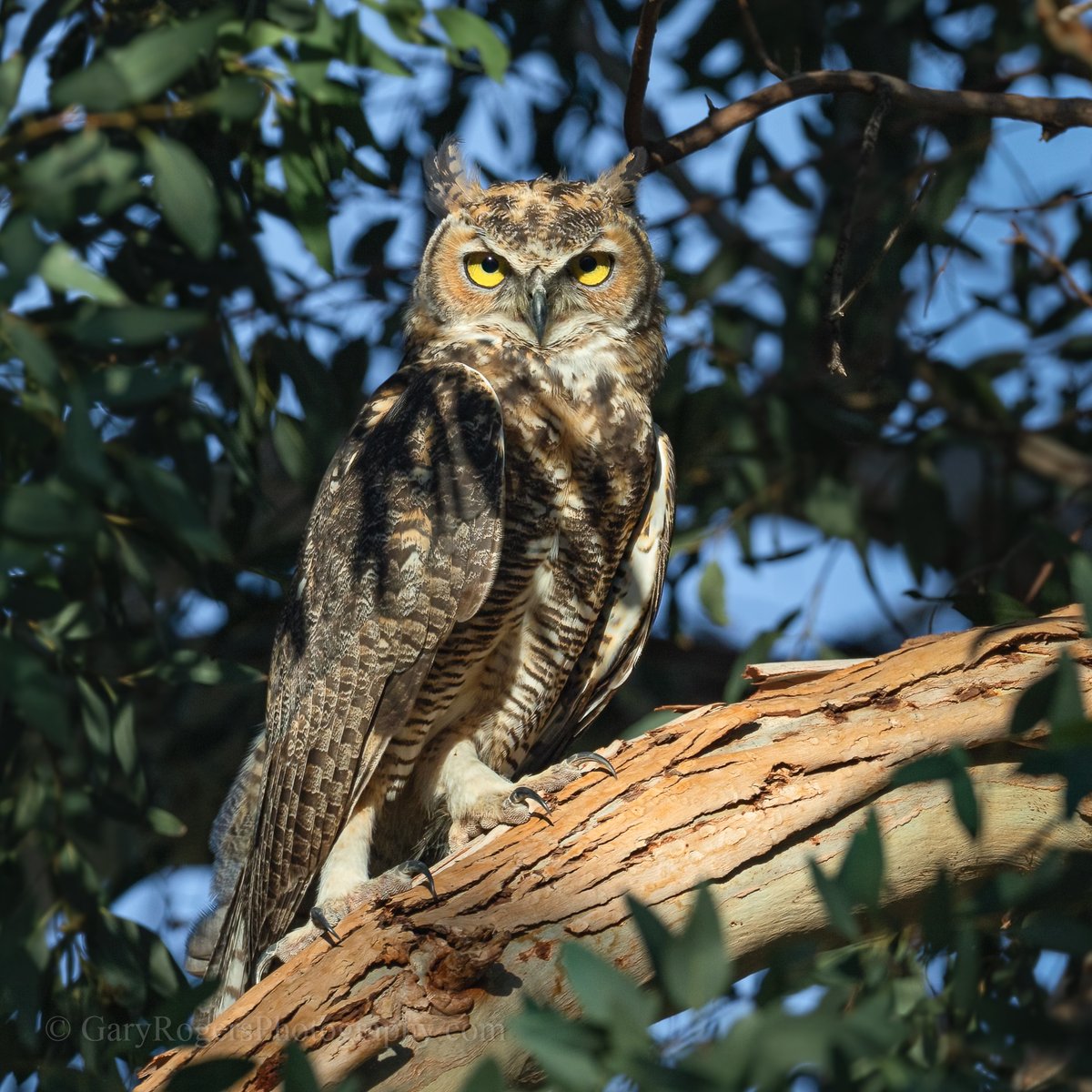 GaryRogersPhoto's tweet photo. Majestic Great Horned Owl vibes. Arizona.
#WildlifePhotography #BirdWatching  #wildlife #wildlifephotography #Arizonawildlife https://t.co/VzW1ishXoK