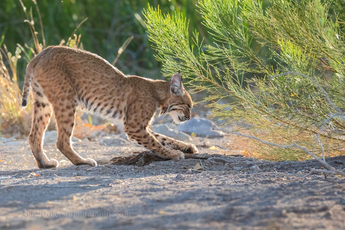 GaryRogersPhoto's tweet photo. Bobcat sharpening claws on a log during her morning rounds. Arizona.
 #wildlife #wildlifephotography #Arizonawildlife https://t.co/DYjSqUGkYW
