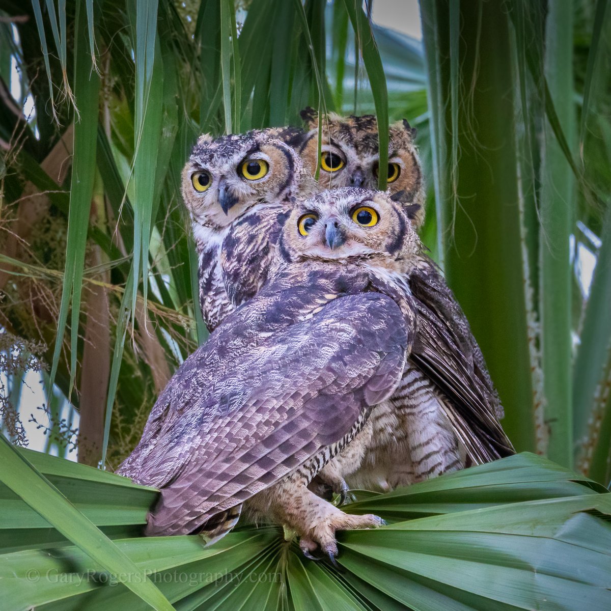 GaryRogersPhoto's tweet photo. Lots of Eyes - Juvenile Great Horned Owls clustered in a palm. Arizona.
#WildlifePhotography #BirdWatching  #wildlife #wildlifephotography #Arizonawildlife https://t.co/ilotDyxgJN
