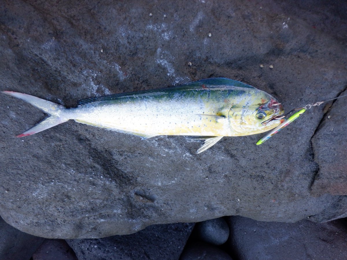 Gorotamaru2's tweet photo. 盆休みは混むのでエクストリームゴロタ
気配ムンムンの海況に
今日ボウズなら引退を覚悟してフルキャスト

4バイト3キャッチ1バラし(*´ワ｀*)
ジャーク中ジグが追われる気配を感じたら
食わせの間を入れるとバイトあるパターン

ブツッと身切れの感触でバラしたのが
今日イチの良型だったという…w https://t.co/xAxZMw0psP