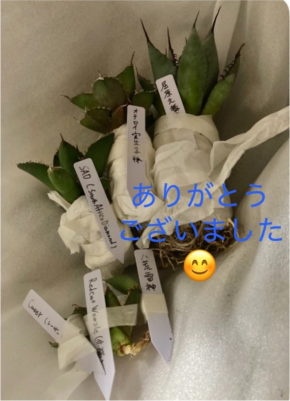 mosuko1111's tweet photo. はちみつ様より、アガベ育成苗をお迎えさせていただきました。

貴重な苗をお譲りいただき、ありがとうございました😊💕 https://t.co/UUHvFCr3GB