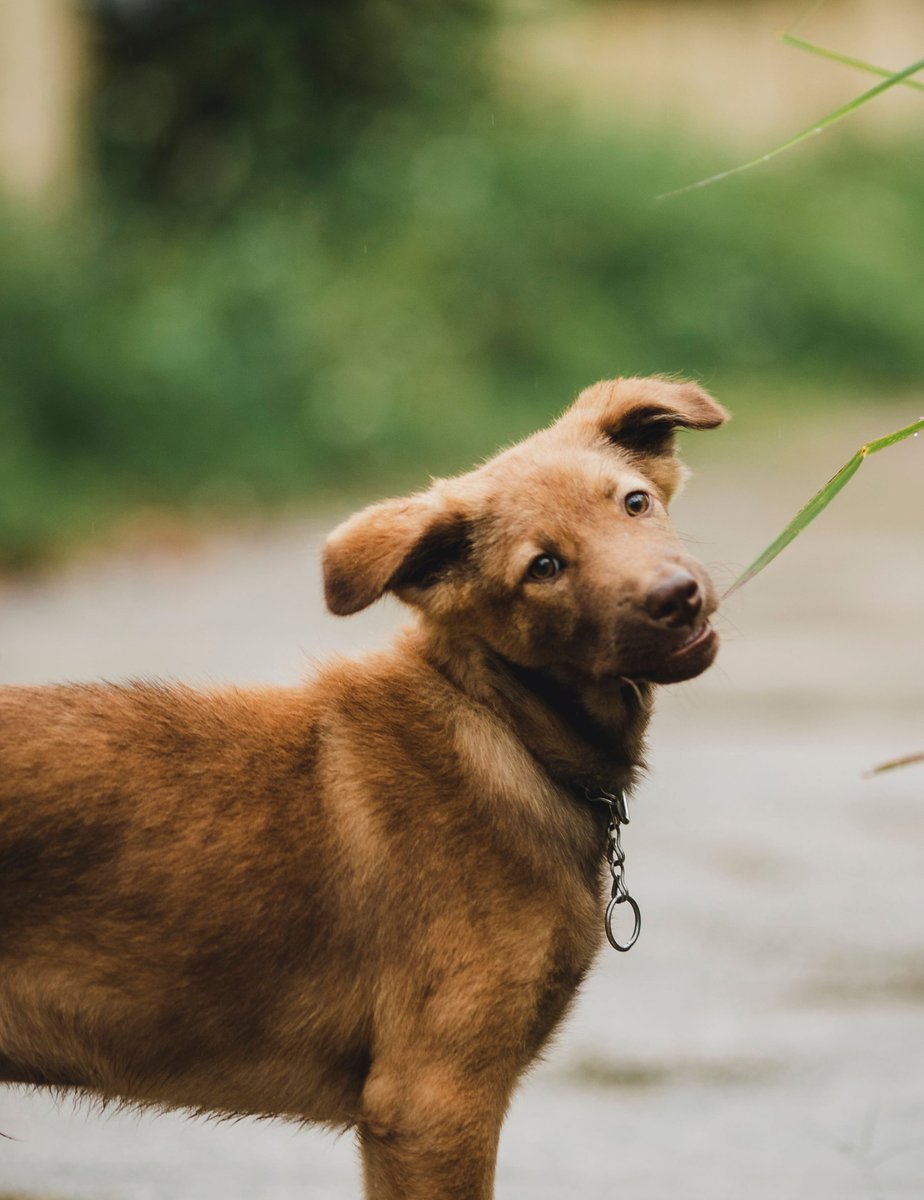 youngreitwdts's tweet photo. This cute pup has me wondering, what's the most adorable thing your furry friend's ever done? https://t.co/lBoWDNHwEz