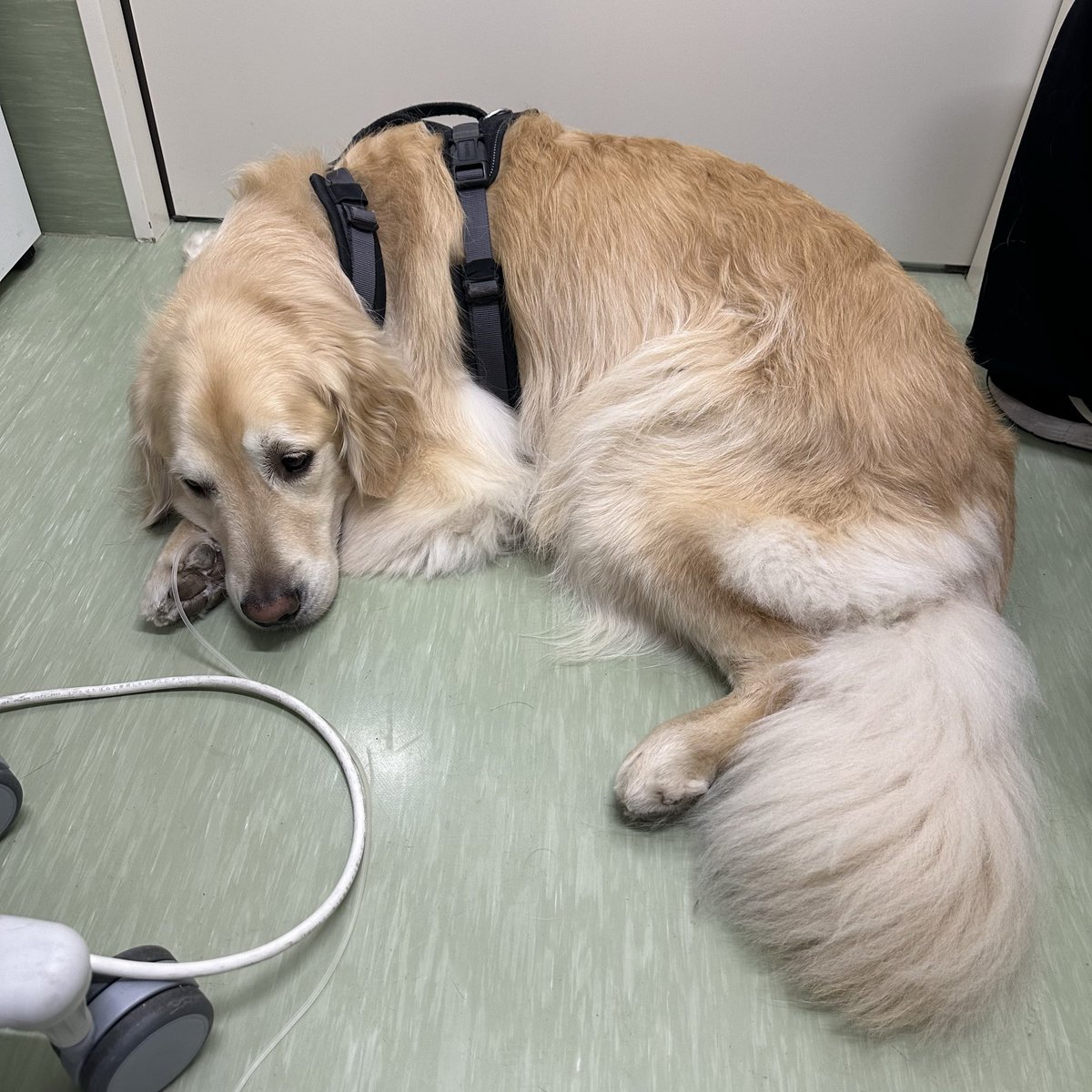 LnRPbBaVtasZJsj's tweet photo. #拡散希望
 #マイナスの血液が必要です

飼っている犬(ゴールデンレトリバー)のお腹の中に腫瘍が見つかり、腎臓機能も低下してます。
今後マイナスの血液が必要になりますので、どなたかドナーになっていただけませんか？
ご協力いただける方は、ご連絡下さい。 https://t.co/JmxxJiTsAo