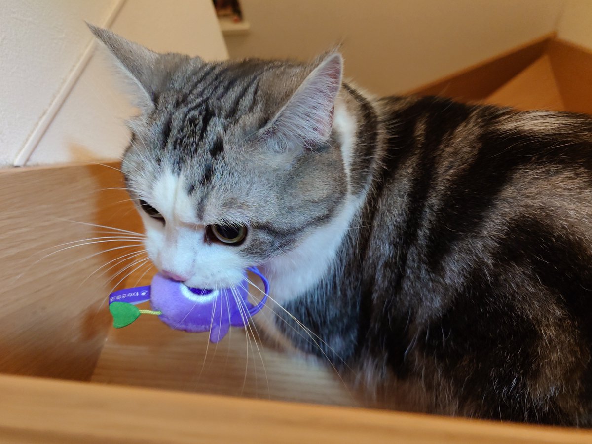 cat230319's tweet photo. ブルブルくんが最近のお気に入り♥
#猫のいる生活 #猫のいる暮らし #猫のいる幸せ #マンチカン https://t.co/8HdEYALDEV