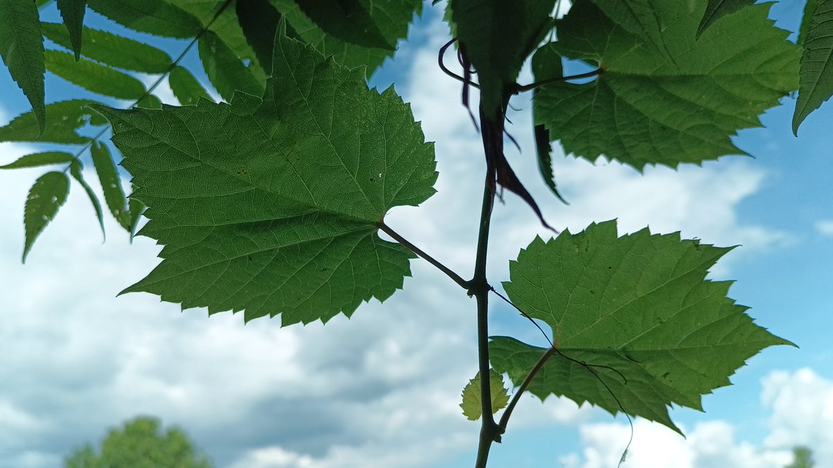 FototakerTony's tweet photo. Yet another phone camera test. #ulephone #Note18Ultra https://t.co/WjbyrVSVpN