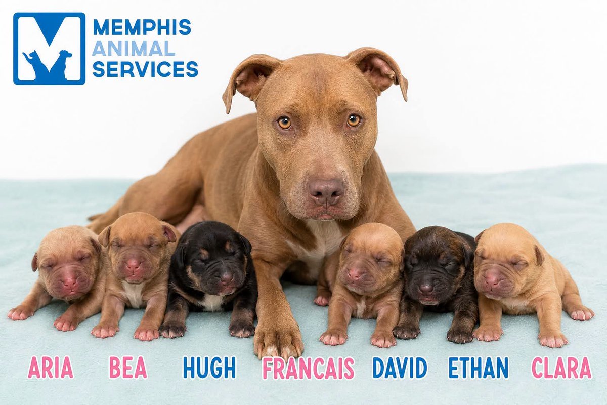 TrinityMcGibbon's tweet photo. 🆘FRANCAIS & HER PUPS LAST DAY TO LIVE 8/7/26 @ 9 AM🆘 

⛔️ FRANCAIS is urgent for Shelter CAPACITY FOR CARE 

#MASA57684 #FRANCAIS #MOM
Brown Female
2 Years, 60 lbs
Heartworm Status: NEGATIVE 
Intake 7/7/26 
CLICK THIS LINK FOR STATUS UPDATE⬇️
https://t.co/L5TvuCtooy

🏡To help by fostering (if you live locally in Memphis) :
https://t.co/x8CAH6HNcL

#AdoptDontShop #FosterLove #MemphisAnimalShelter #RescueDogs

📍Located at Memphis Animal Services 
2350 Appling City Cove 
Memphis,TN 38133
📞901) 636-1416 (ext. 2)
General Questions? email
📧mas@memphistn.gov 
Rescue email:
📧 MAS.RESCUE@MEMPHISTN.GOV

 🕐 Tu - Fri :1 - 6pm / Sa - Su : 12 - 4pm /Closed Mondays 

🔗https://t.co/JcMA4omAok

‼️Statement from Critical Memphis  Page Admins:
We are Not the shelter. We are networkers. Our page raises pledges to help 501c3 rescues that pull urgent dogs from MAS. If you pledge on a dog, once a MAS approved 501c3 pet placement partner (rescue)  commits and pulls the dog that you pledged for, we put donors and rescue into a group message. You will then donate directly to that rescue - for that particular dog.
If the dog is adopted (or sadly, euthanized) no pledges are collected.

🫶🏼Thank you for helping to fight for these lives. Every share, message, and action matters.